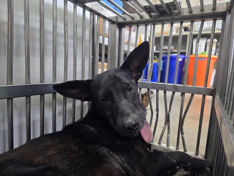 Black adult male mixed-breed dog, Medium, shelter no. …0112