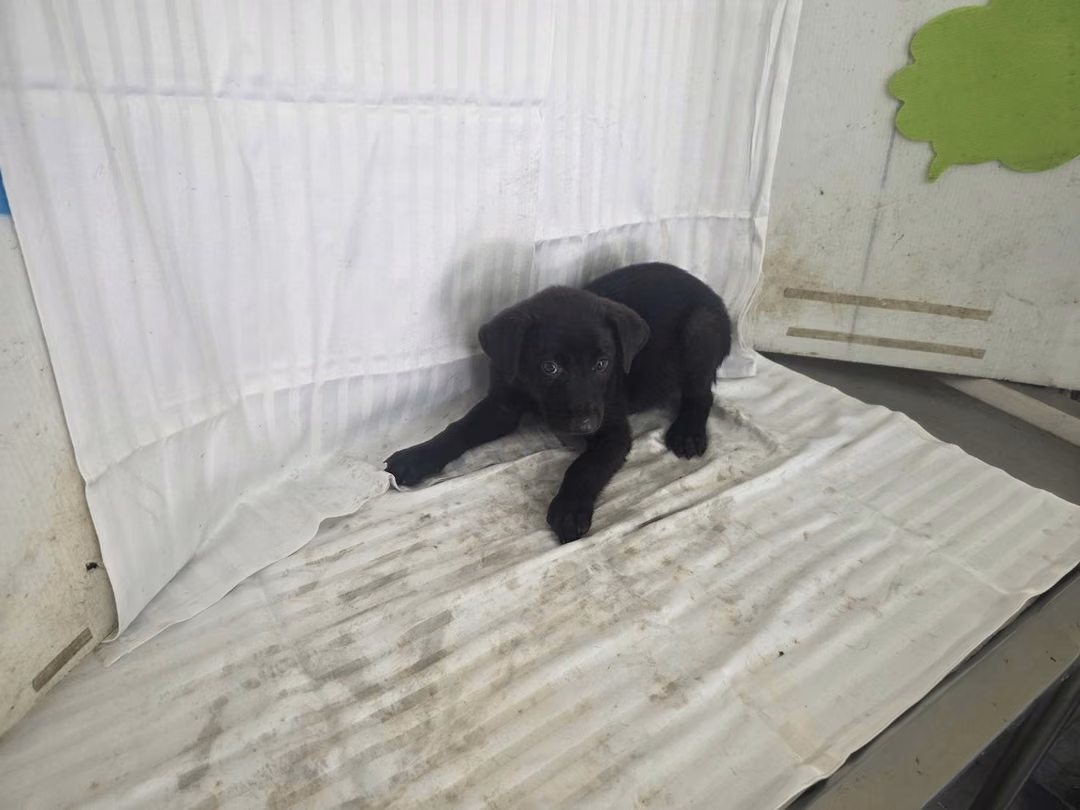 Black young male mixed-breed dog, Small, shelter no. …2907