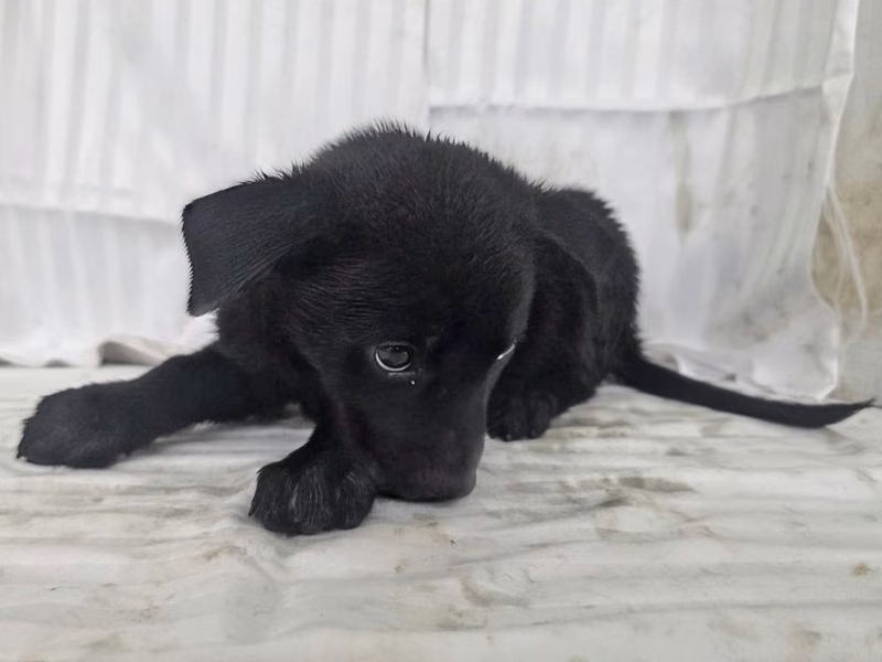 Black young male mixed-breed dog, Small, shelter no. …2409