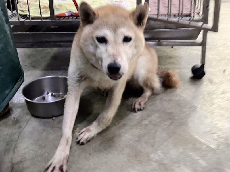 Tan adult female Shiba Inu, Small, shelter no. …2001