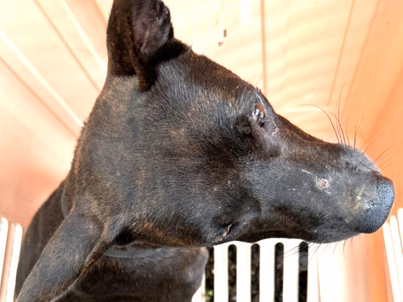 Tabby adult male mixed-breed dog, Large, shelter no. …1390