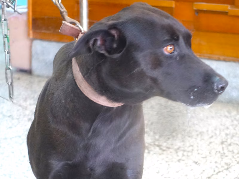 Black adult female mixed-breed dog, Large, shelter no. …0652