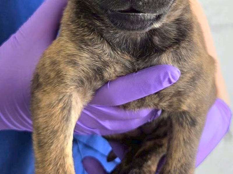 Tabby young female mixed-breed dog, Medium, shelter no. …6002