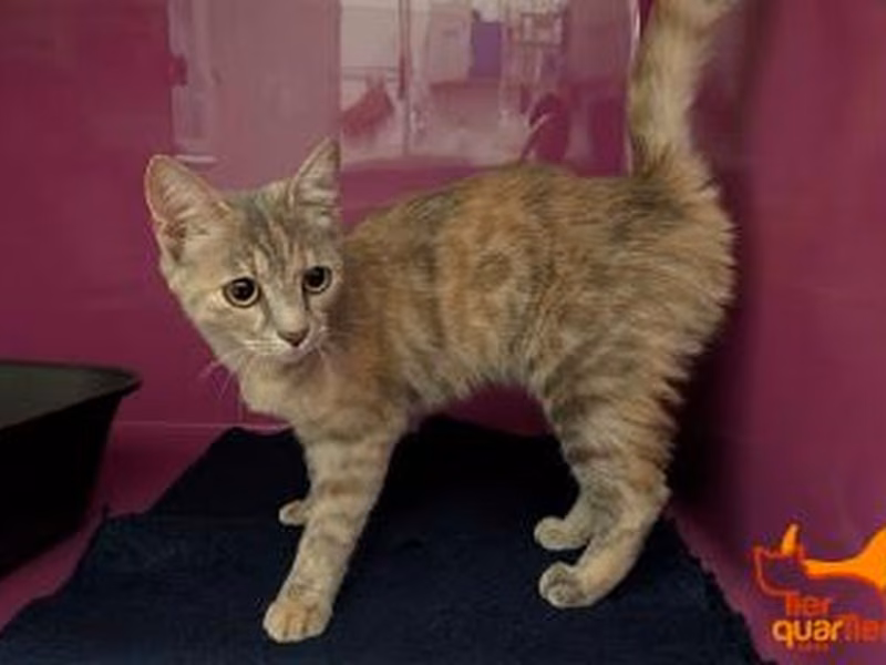 Brown-and-gray young female European Shorthair, shelter no. …3955