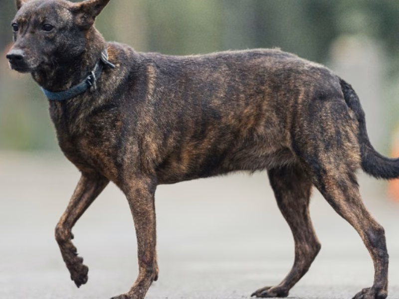 Black-and-tan adult female mixed-breed dog, Medium, shelter no. …2108