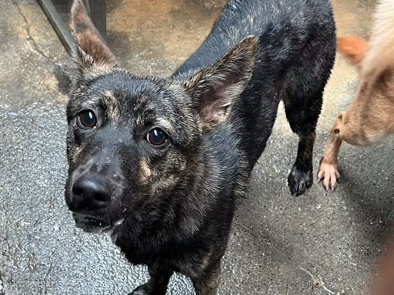 Tabby adult female mixed-breed dog, Medium, shelter no. …6007