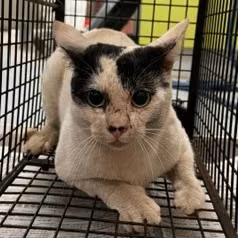 Black-and-white adult mixed-breed cat, Large, shelter no. …5002