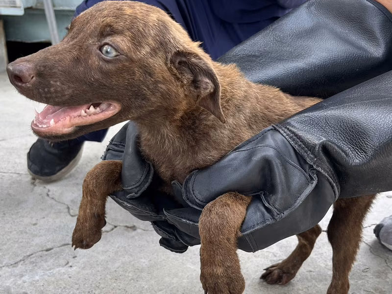 Tan tabby young male mixed-breed dog, Small, shelter no. …9006