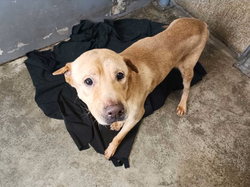 Tan adult male mixed-breed dog, Medium, shelter no. …6003