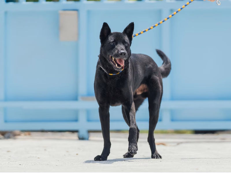 Black adult male mixed-breed dog, Small, shelter no. …8001