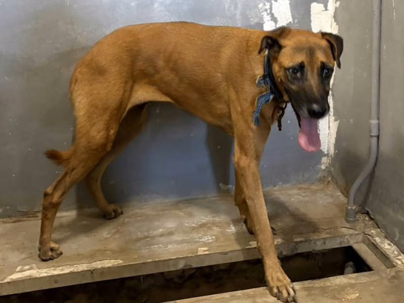 Tan adult female mixed-breed dog, Medium, shelter no. …2001