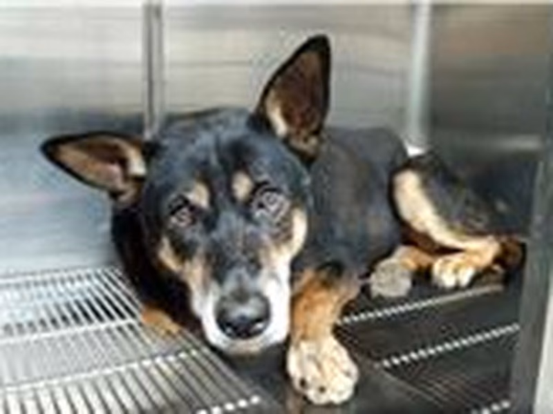 Black-and-tan adult male mixed-breed dog, Medium, shelter no. …0501