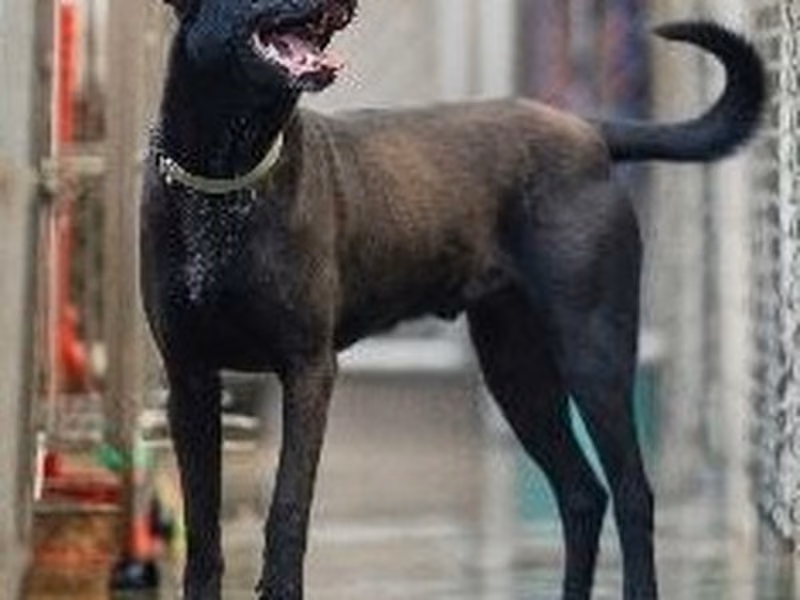 Black adult male mixed-breed dog, Medium, shelter no. …1008