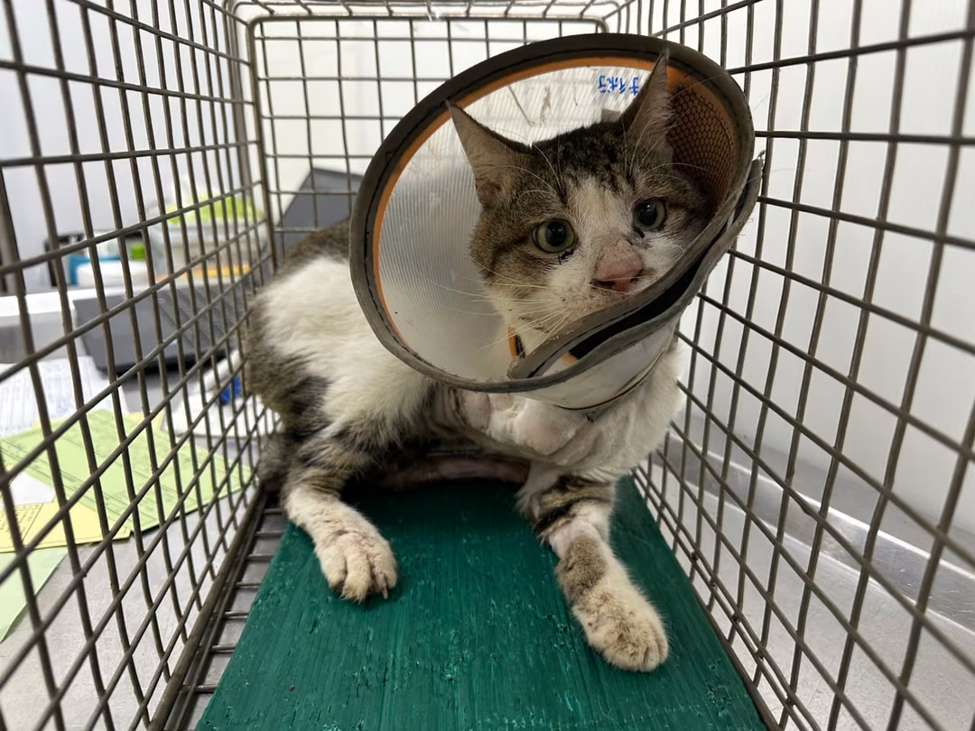 Tabby-and-white adult male mixed-breed cat, Medium, shelter no. …1204