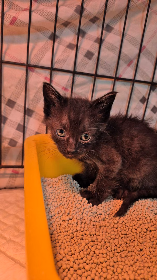Black young male mixed-breed cat, Small, shelter no. …5002
