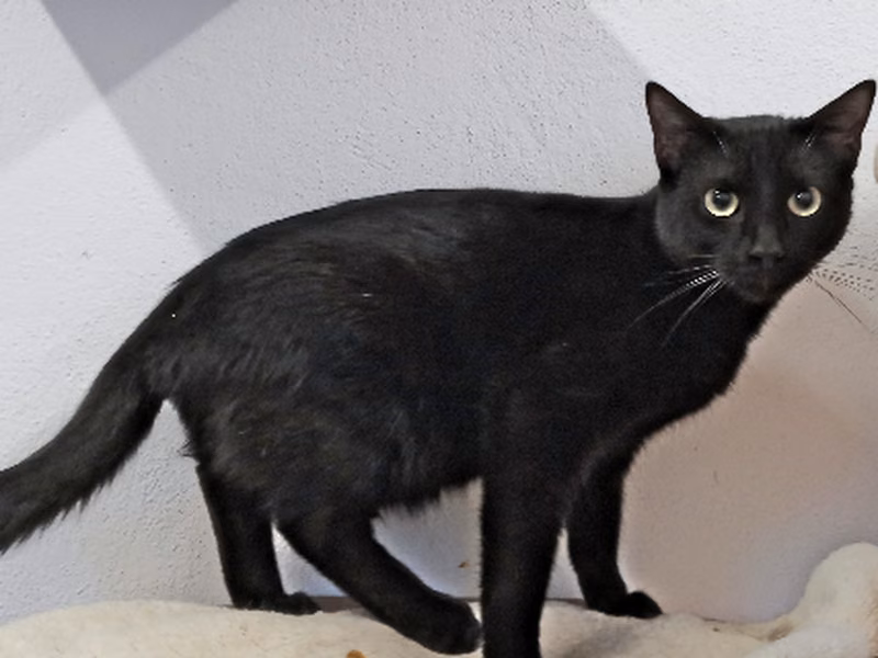 Jurgi, Adult · Male · Small · European Shorthair