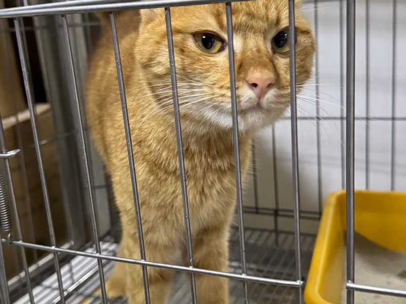 Orange tabby adult male mixed-breed cat, Medium, shelter no. …0003