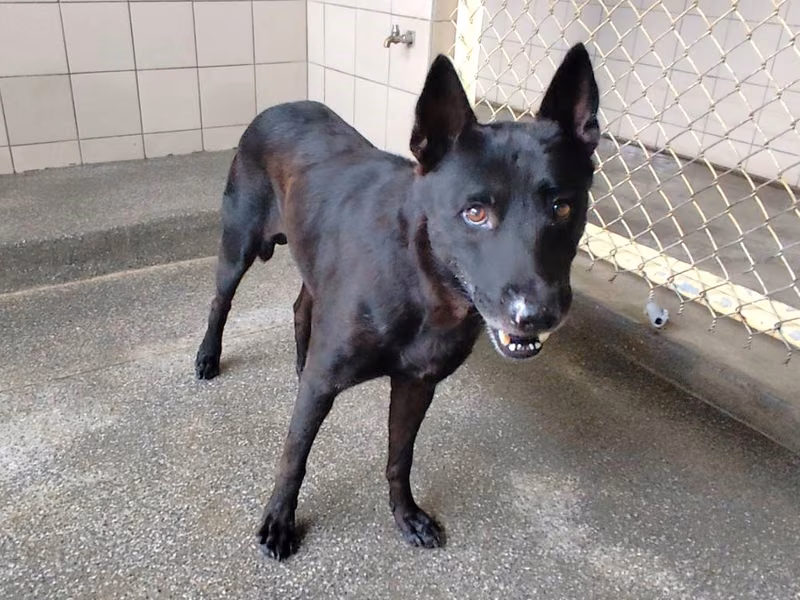 Black adult male mixed-breed dog, Large, shelter no. …0402