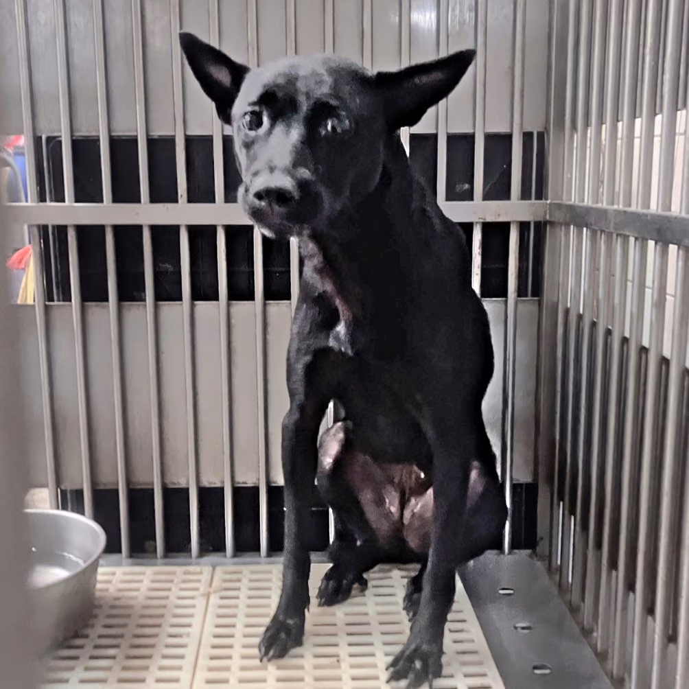 Black adult female mixed-breed dog, Medium, shelter no. …6004