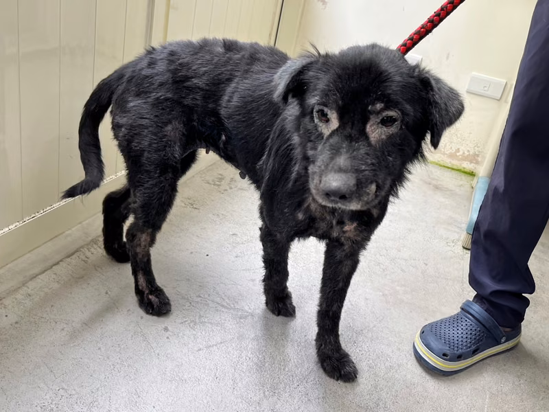 Black adult female mixed-breed dog, Medium, shelter no. …2705