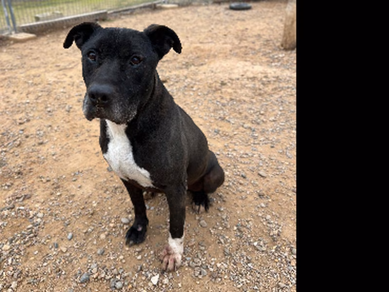 Duque, Senior · Male · Medium · American Pit Bull Terrier