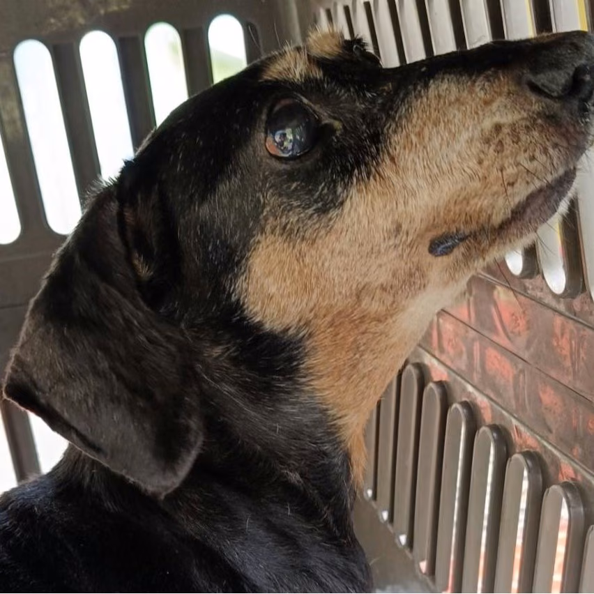 Black-and-tan adult female dachshund, Small, shelter no. …2001