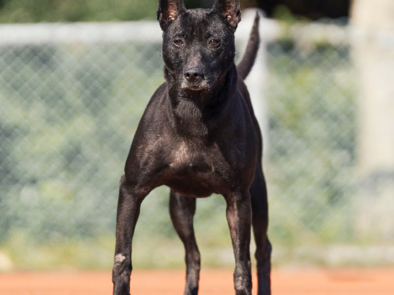 Black adult male mixed-breed dog, Medium, shelter no. …2402