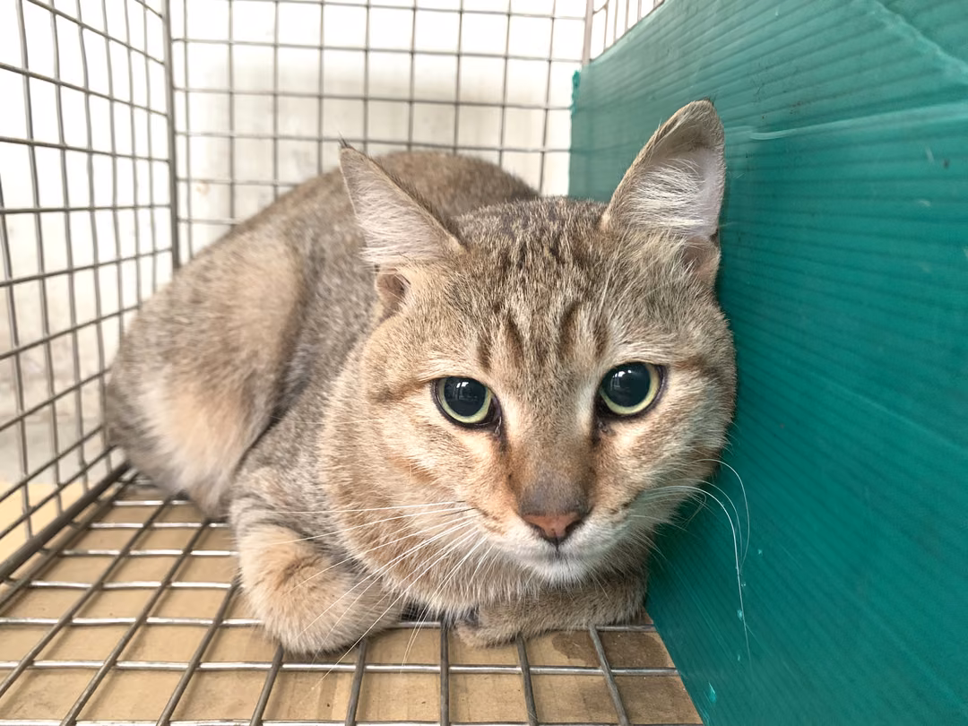 Tabby adult male mixed-breed cat, Small, shelter no. …0605