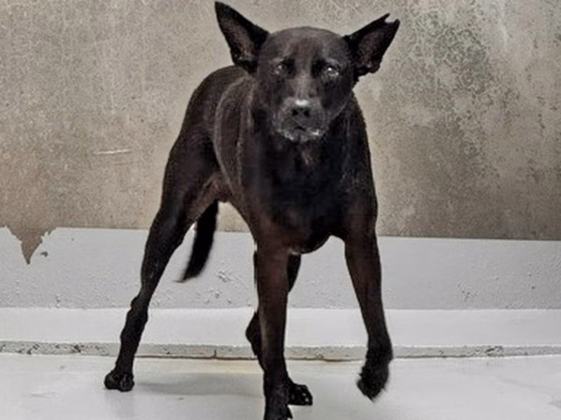 Black adult male mixed-breed dog, Large, shelter no. …8001