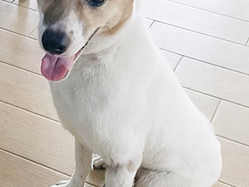 Brown-and-white adult female mixed-breed dog, Medium, shelter no. …0020