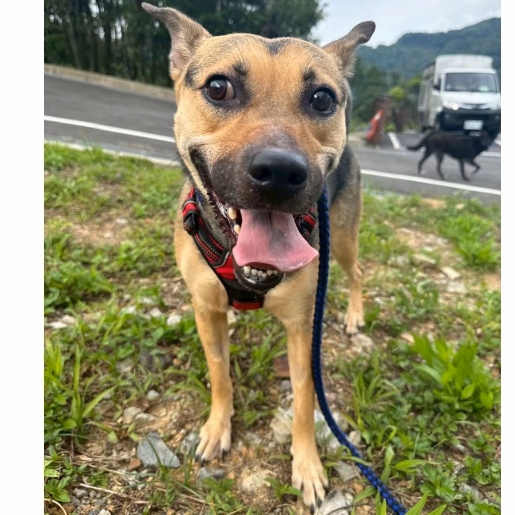 Black-and-tan adult female mixed-breed dog, Medium, shelter no. …8001