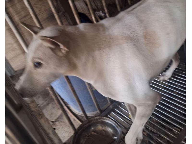 White adult male mixed-breed dog, Large, shelter no. …058D