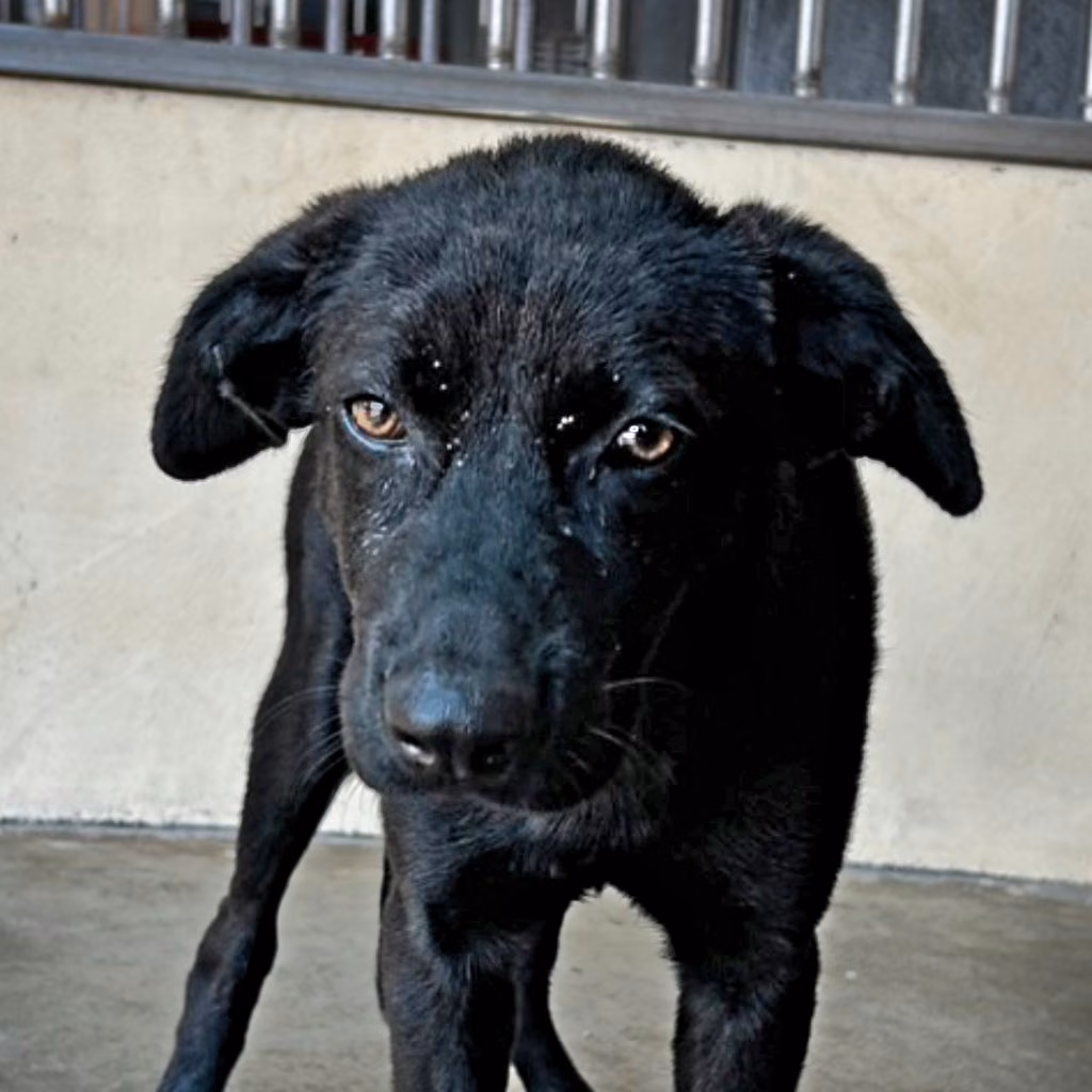 Black adult male mixed-breed dog, Large, shelter no. …8015