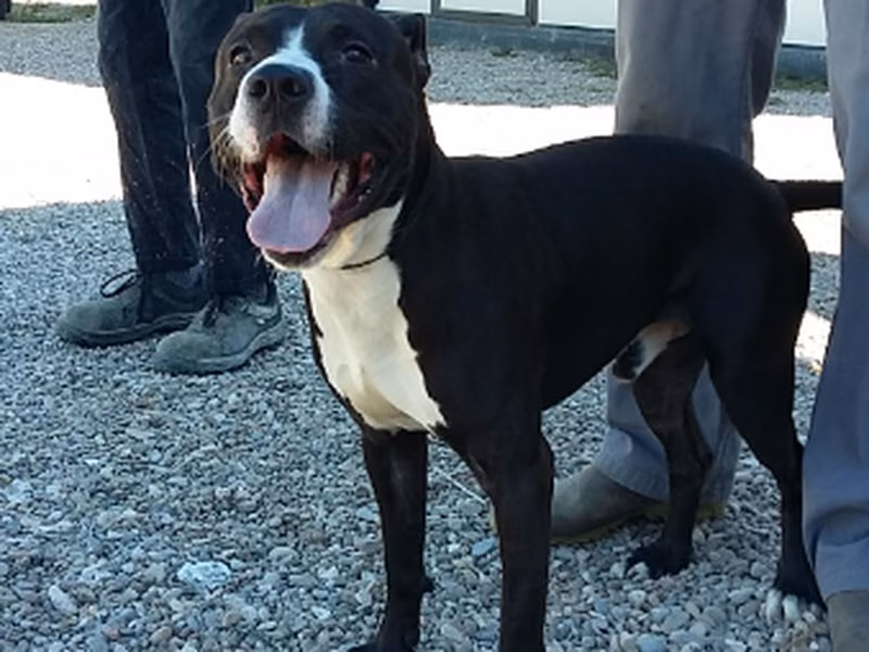 Conguito, Senior · Male · Large · American Staffordshire Terrier