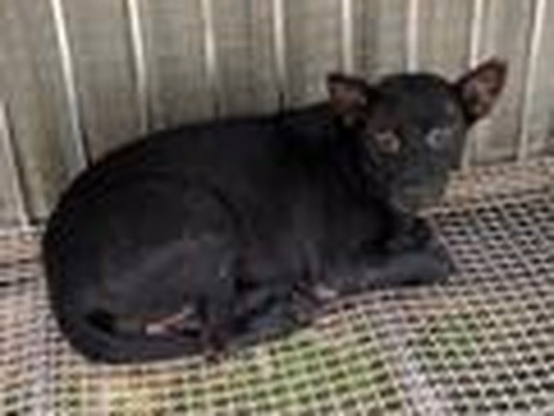 Black adult male mixed-breed dog, Medium, shelter no. …4004