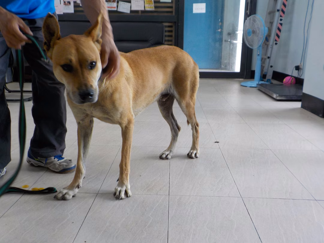 Tan adult male mixed-breed dog, Medium, shelter no. …1124