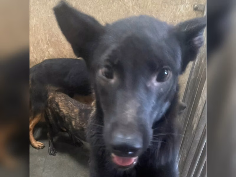 ミックス犬(メス・成犬・黒)、大型, 施設番号 …1009