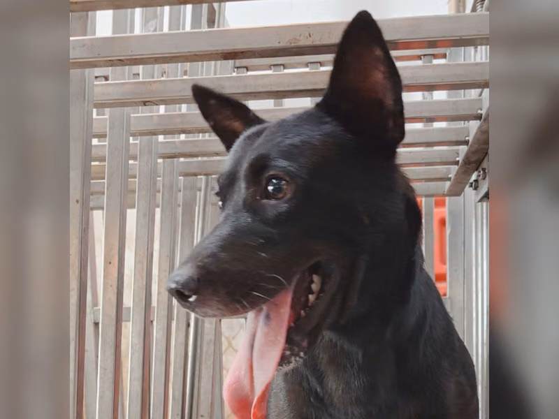 黑色成年公混種犬，中型, 收容編號 …5-05