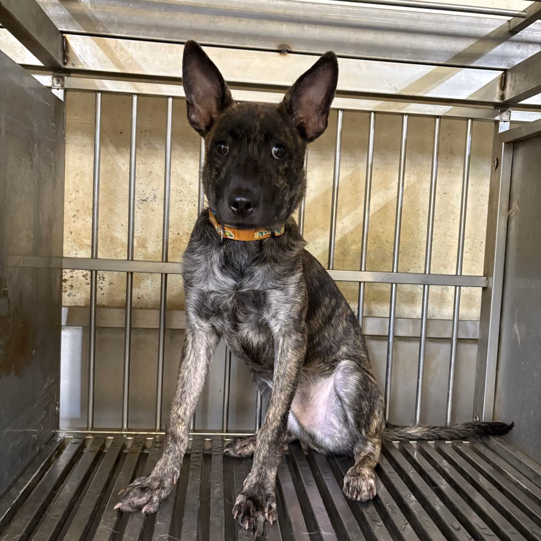 Tabby young male mixed-breed dog, Medium, shelter no. …0005