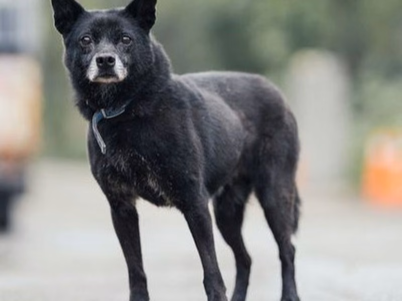 Black adult female mixed-breed dog, Medium, shelter no. …2011