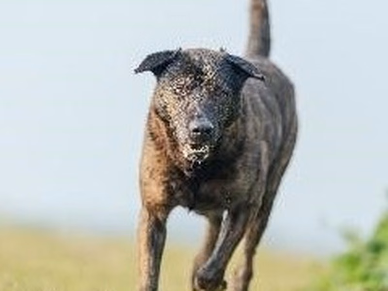 Tabby adult male mixed-breed dog, Medium, shelter no. …9002