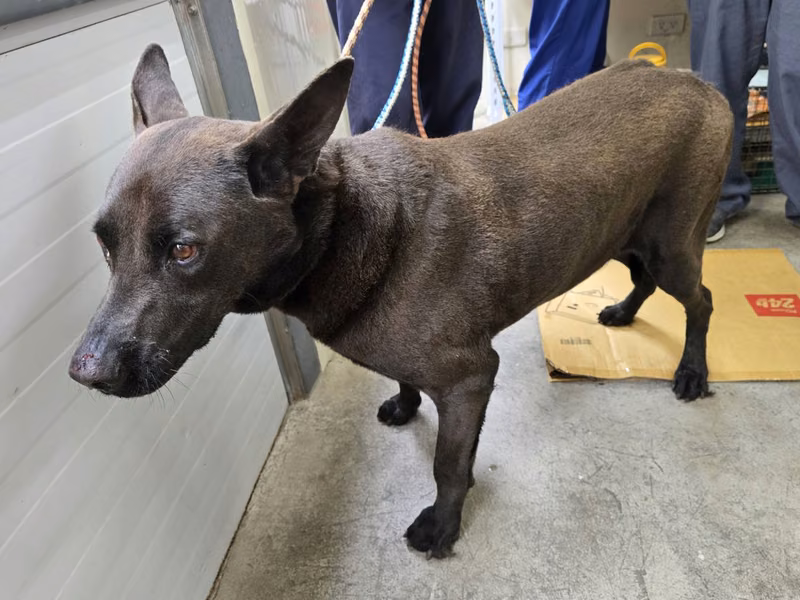 Black adult male mixed-breed dog, Medium, shelter no. …2705