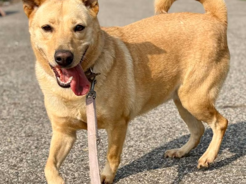 Tan adult female mixed-breed dog, Medium, shelter no. …7-16