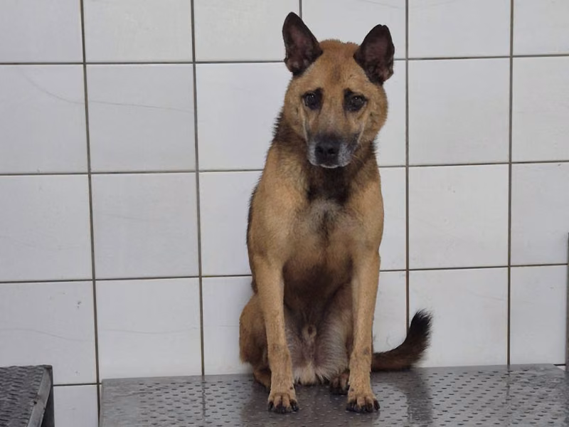 ミックス犬(オス・成犬・黒と茶)、中型, 施設番号 …6002