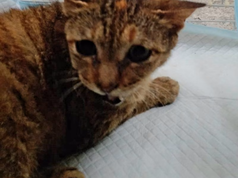 Orange tabby adult female mixed-breed cat, Large, shelter no. …3008