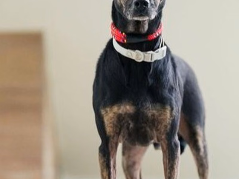 Tabby male mixed-breed dog, Medium, shelter no. …6001