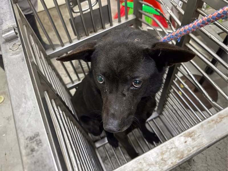 Black adult male mixed-breed dog, Medium, shelter no. …2706