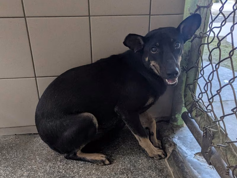 Black adult female mixed-breed dog, Large, shelter no. …2502