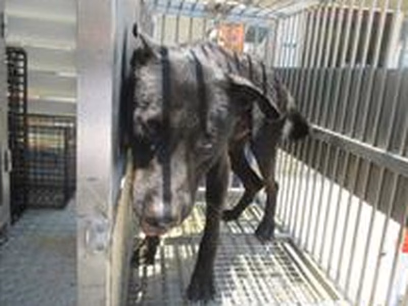 Black male mixed-breed dog, Medium, shelter no. …9006
