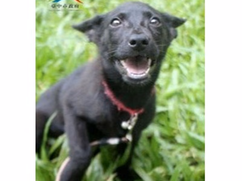 Black young female mixed-breed dog, Medium, shelter no. …6018
